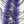 Lively Legs Crustacean Brush 1 inch